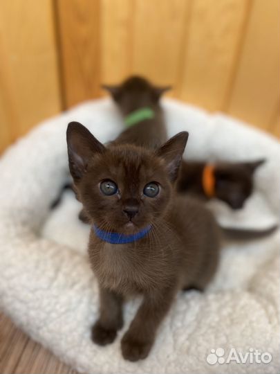 Котята бурмы