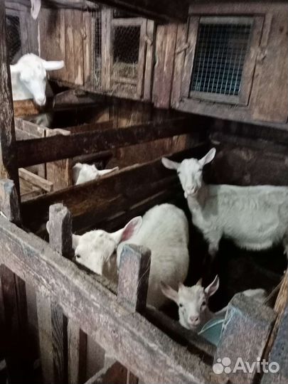 Зааненская дойная коза