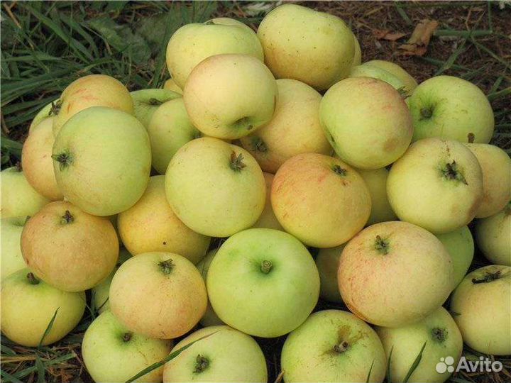 Яблоки Славянка дачные