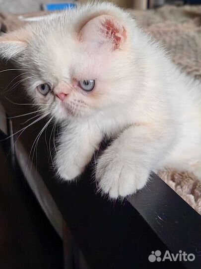 Котенок