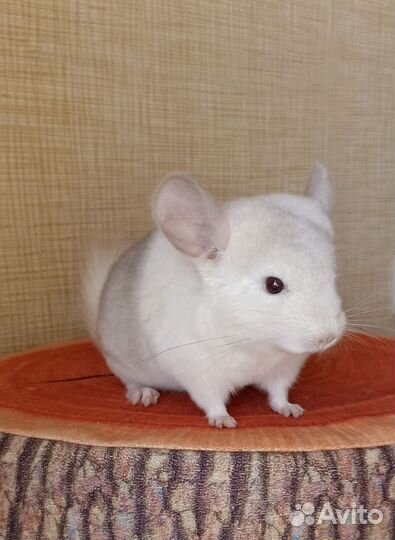 Шиншилла бело-розовая девочка