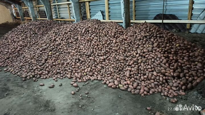 Продам картофель оптом