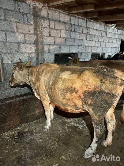 Коровы дойные