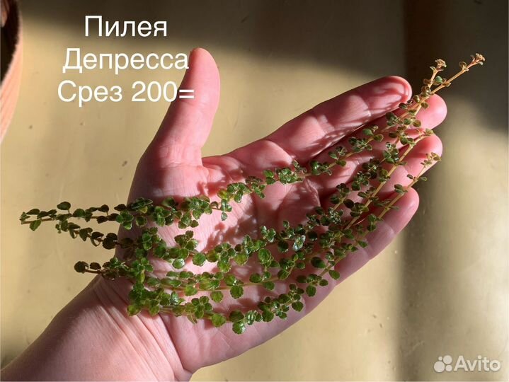 Комнатные растения