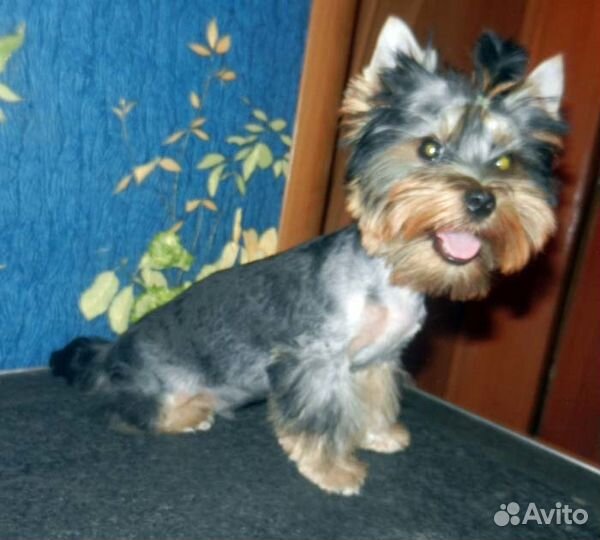 Стрижка собак и кошек