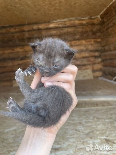 Котятам нужен дом