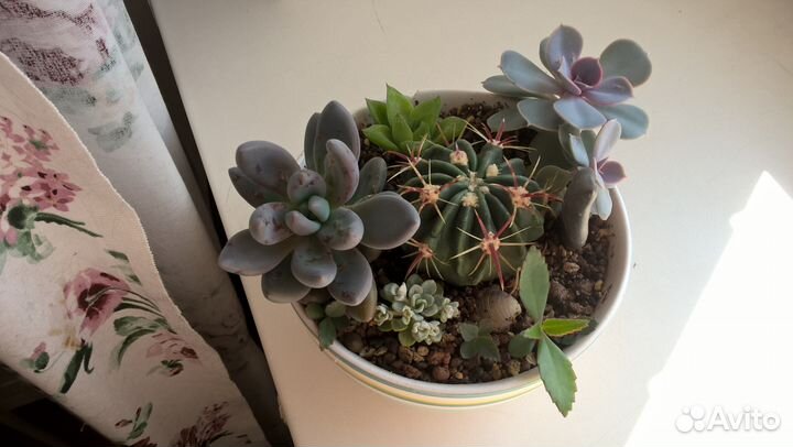 Флорариумы (цветочный сад)