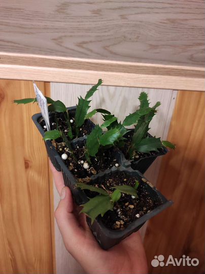 Декабрист Самба Бразил, и др, Рипсалидопсисы