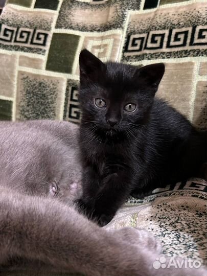 Отдам в хорошие руки