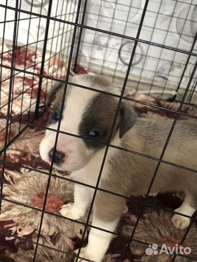 Амстафф щенки