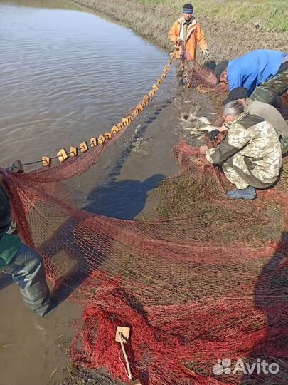 Рыбопосадочный материал