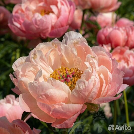 Коллекционный Пион Корал Чарм