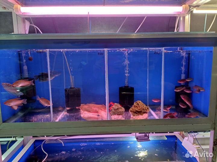 Скалярия, нанокара, золотая рыбка, телескоп