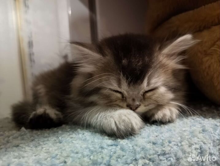 Шотландский котёнок