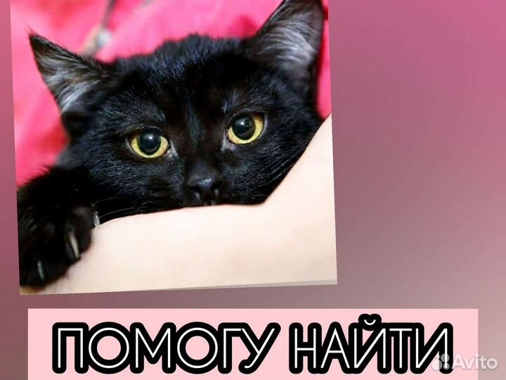 Чёрные котята и котики в добрые руки