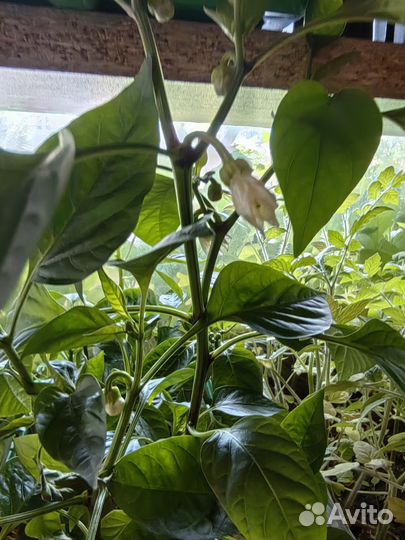 Рассада: помидоров, перца и баклажанов