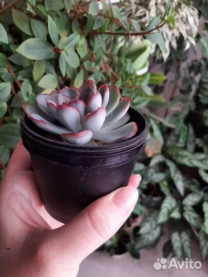 Эхеверия пулидонис