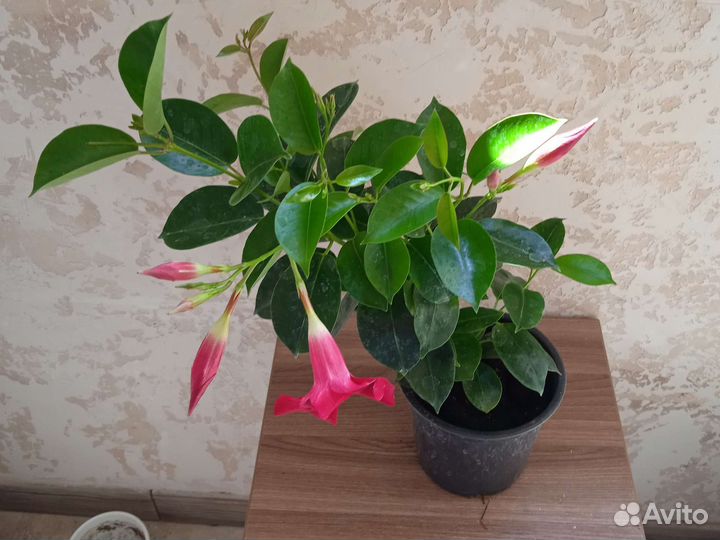 Диплодения красная и белая