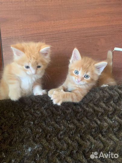 В добрые руки