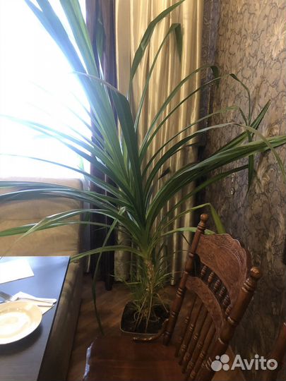 Пальма панданус