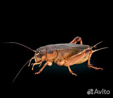 Кормовые насекомые: сверчок, таракан, зофобас и др