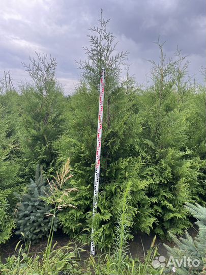 Туя колумна,смарагд