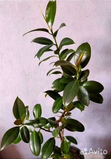 Фикус Клое