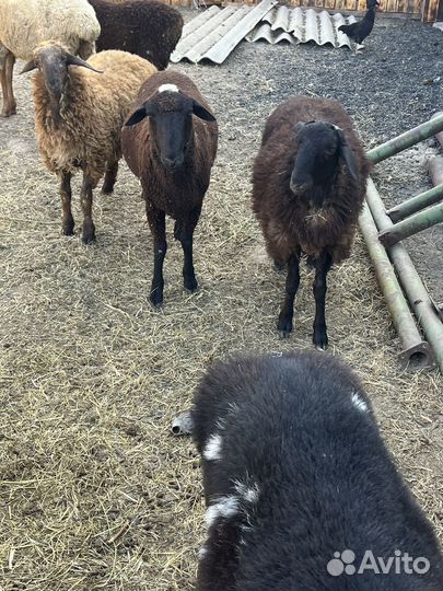 Овцы бараны