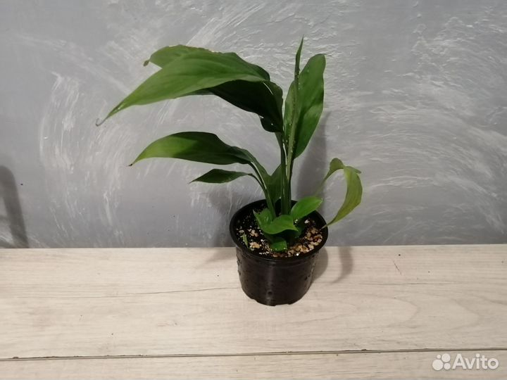 Спатифиллум