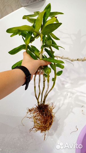 Орхидея Дендробиум stardust