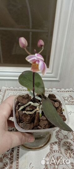 Орхидея фаленопсис мини