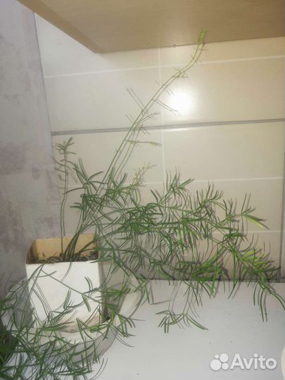 Аспарагус и маранты