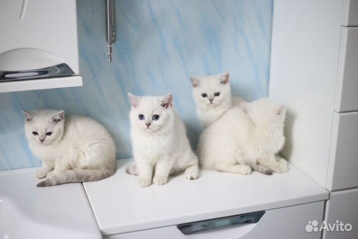 Британские синеглазые шиншиллы