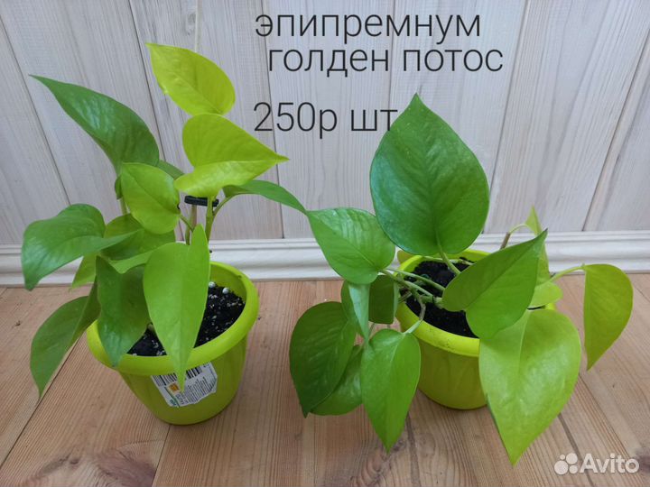 Сингониум, эпипремнум