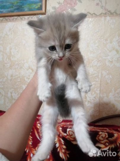 Британская