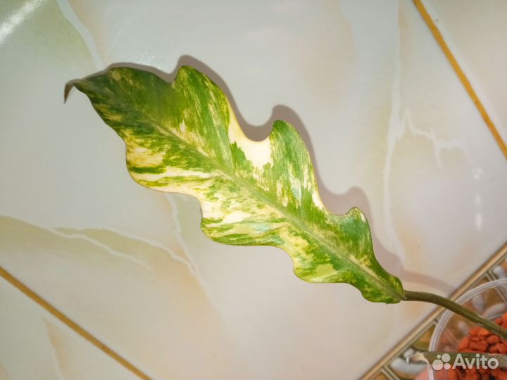 Филодендрон карамель вариегатная