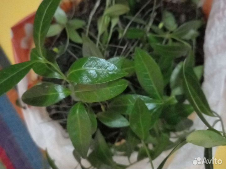 Лекарственные почвопокровные растения