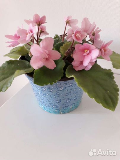 Прекрасный букетик розовых фиалок