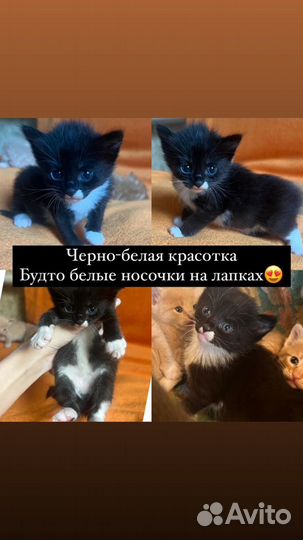 Котята от кошки крысоловки