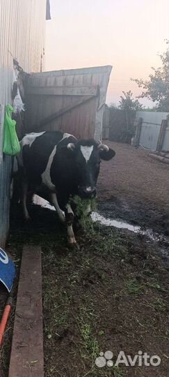 Корова стельная дойная