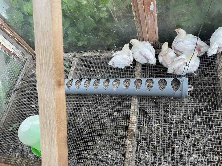 Кормушки и поилки для кур