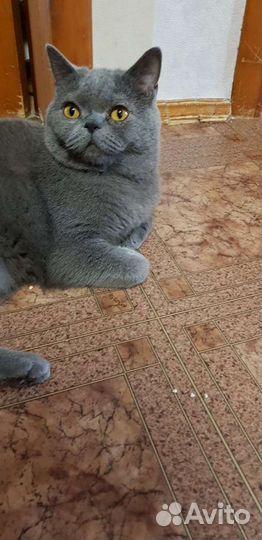 Британский мальчик Шер 1,5года привит кастрирован