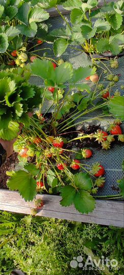 Рассада, саженцы клубники крупноплодной