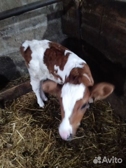 Телочка 2 недельная