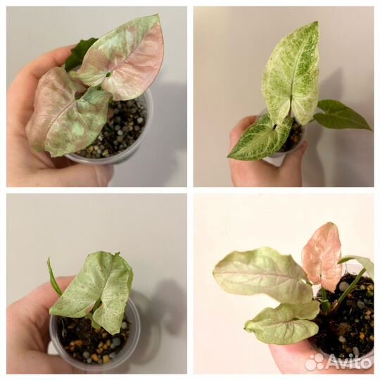 Самые разные комнатные растения