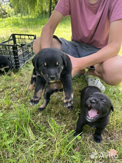 Щенки Бернский зенненхунд