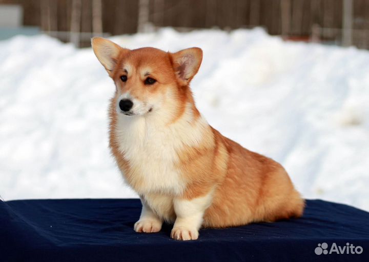 Девочка корги пемброк, очень красивая, 6 месяцев