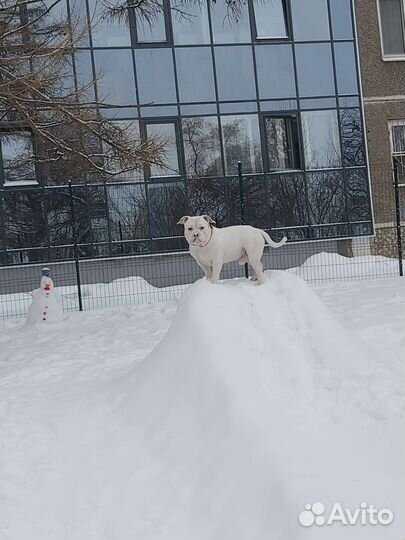 Американский булли