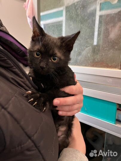 Маленький котенок бесплатно из приюта