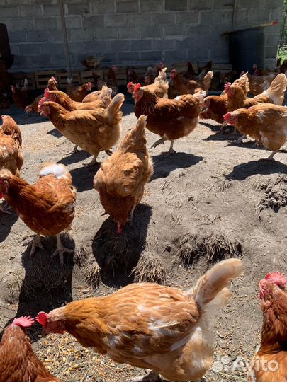 Куры несушки ломан браун
